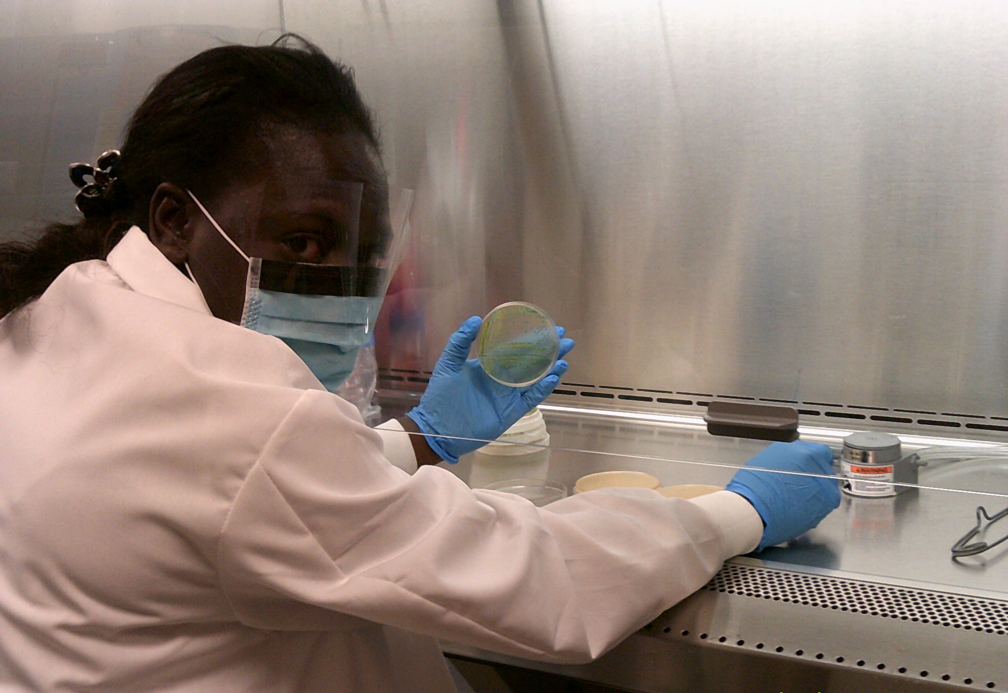 Titilayo working on Listeria cultures